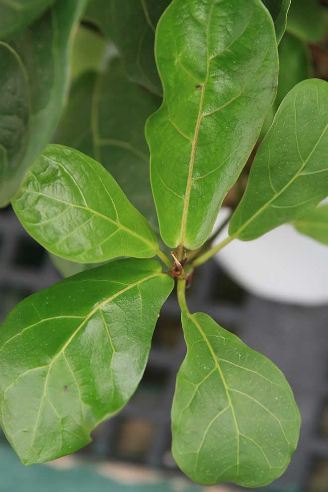 jardins Ficus lyrata