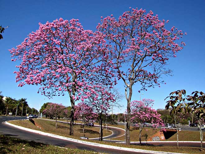 jardins Handroanthus heptaphyllus