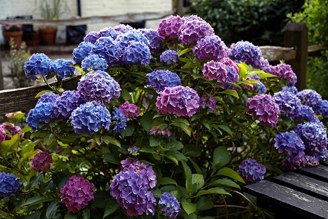 jardins Hortensia