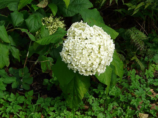 jardins Hydrangea macrophylla