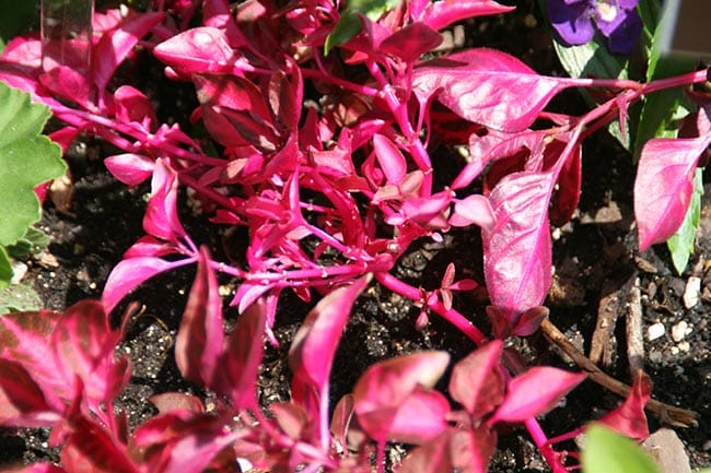 jardins Iresine herbstii