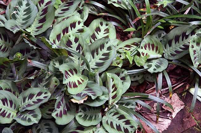 jardins Maranta leuconeura