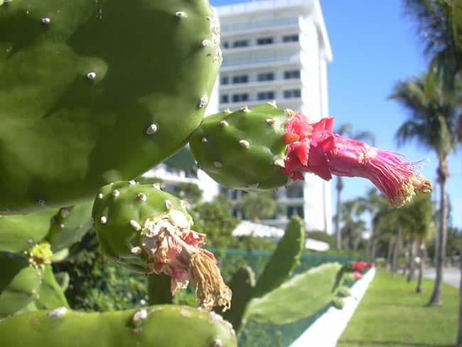 jardins Opuntia cochenillifera