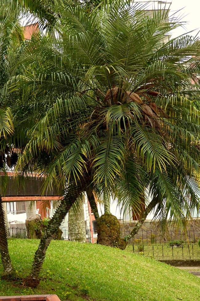 jardins Phoenix roebelenii jardins Phoenix roebelenii