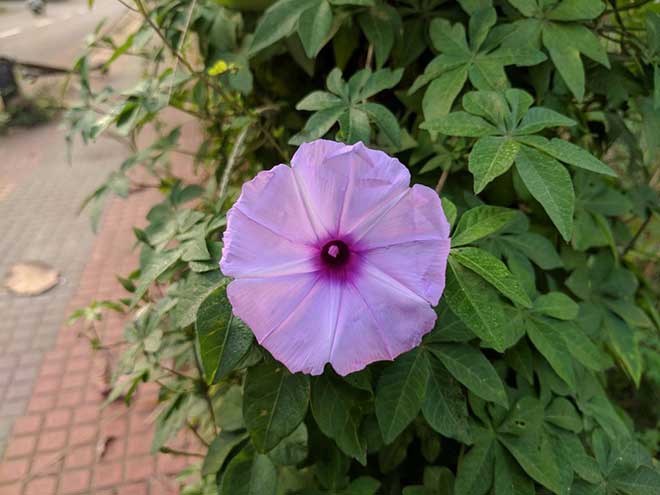 jardins ipomoea cairica 3 1024x768 1
