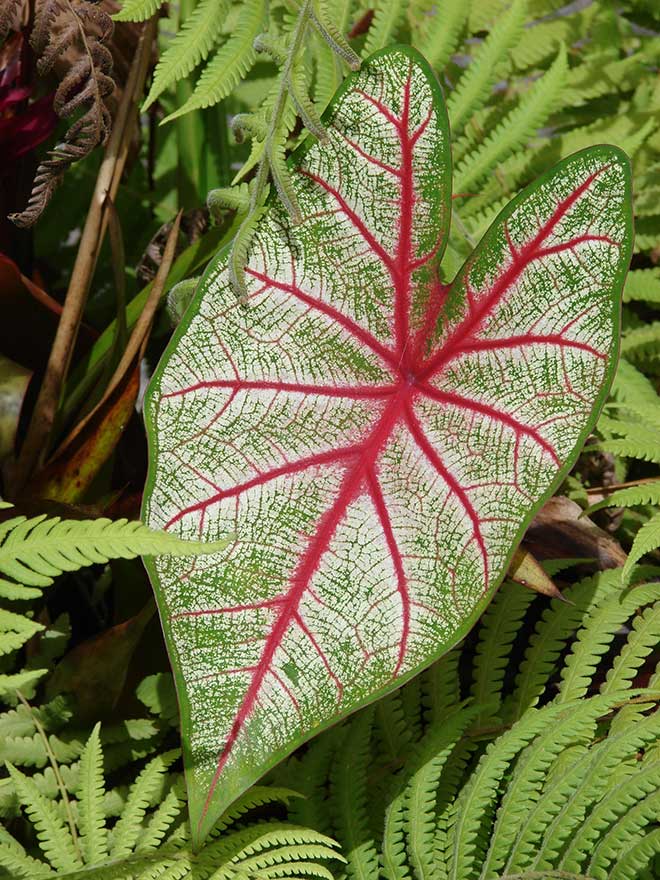 natureza Caladium bicolor