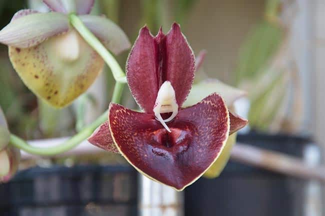 petala Catasetum pileatum