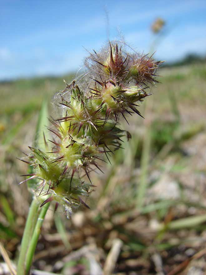 petala Cenchrus echinatus