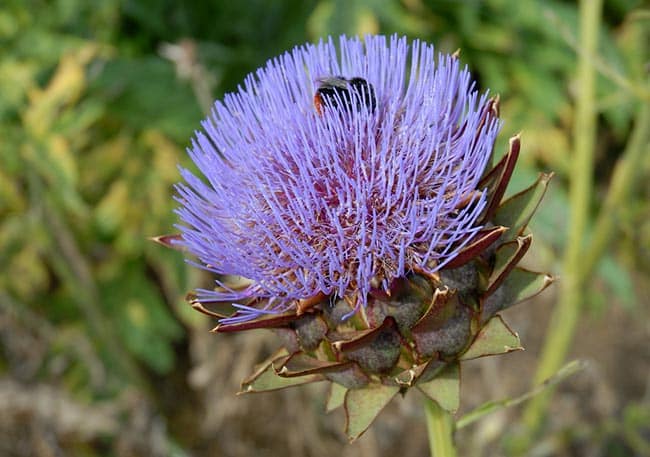 petala Cynara cardunculus var. scolymus