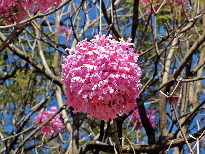 petala Handroanthus heptaphyllus