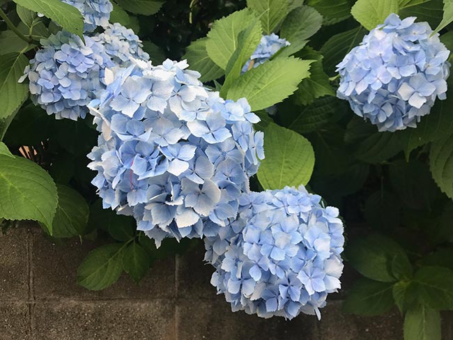 petala Hydrangea macrophylla