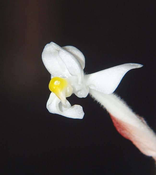 petala Ludisia discolor