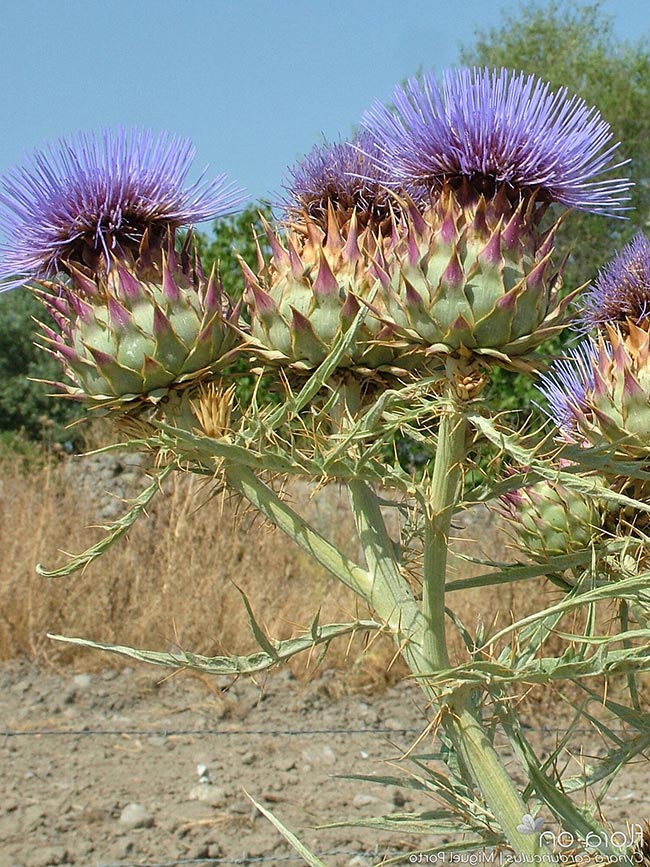 petala alcachofra