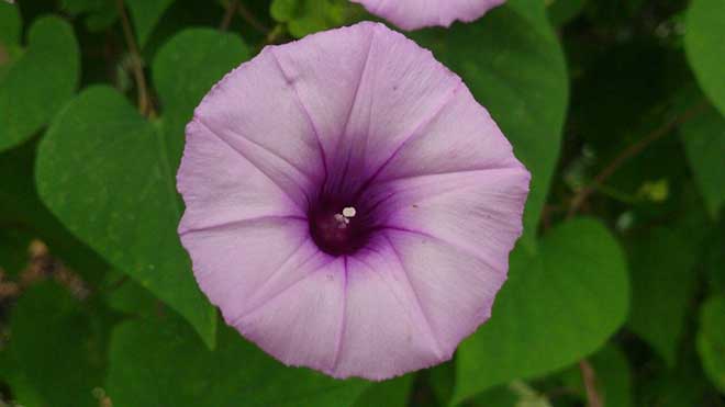 petala ipomoea cairica 1 1024x576 1