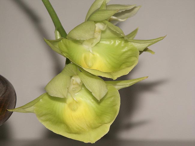 petalas Catasetum pileatum