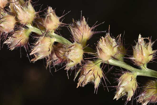 petalas Cenchrus echinatus