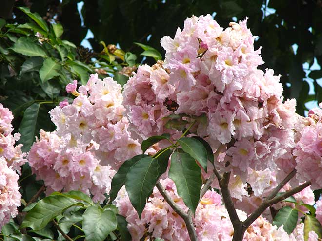 petalas Handroanthus heptaphyllus