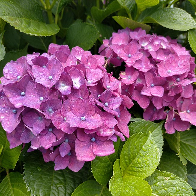 petalas Hydrangea macrophylla