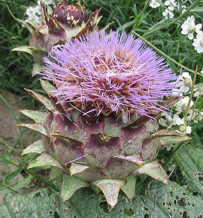 petalas alcachofra