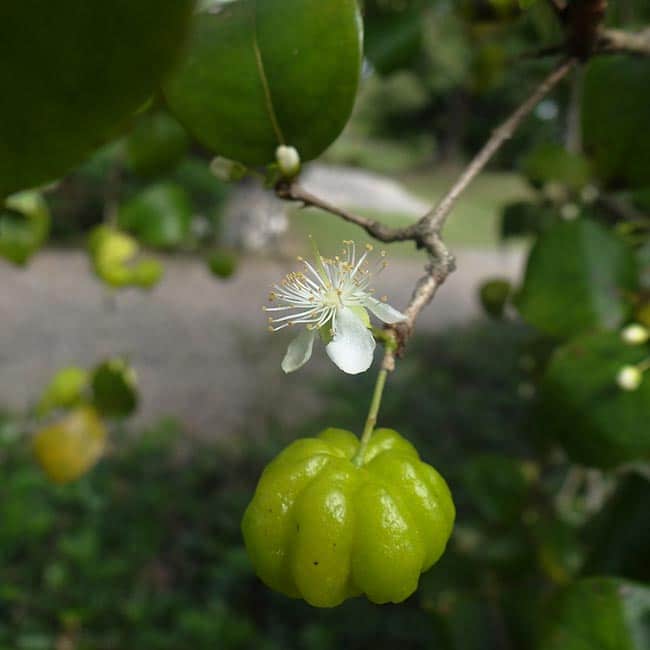 pitanga fruto