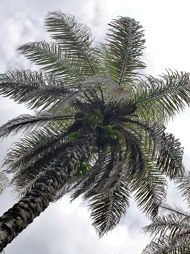 planta Acrocomia aculeata