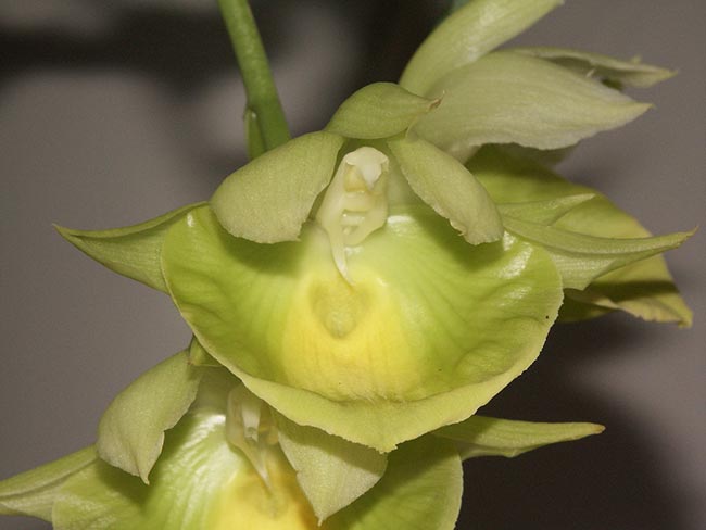planta Catasetum pileatum