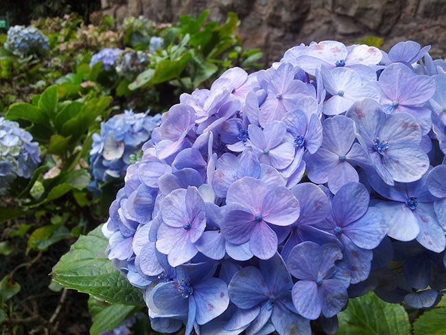 planta Hortensia