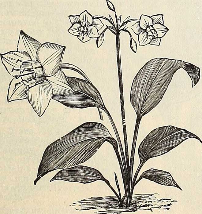planta Lirio da Amazonia planta Lirio da Amazonia