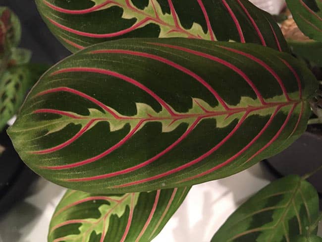 planta Maranta leuconeura