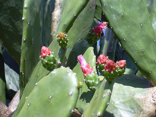 planta Opuntia cochenillifera