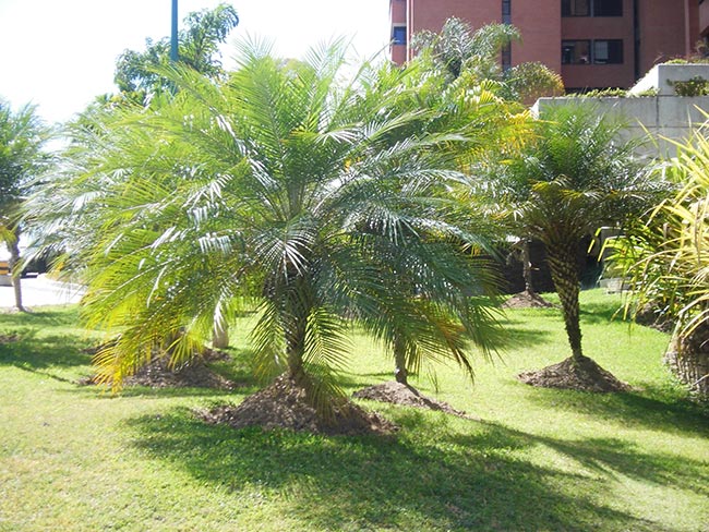 plantacao Acrocomia aculeata