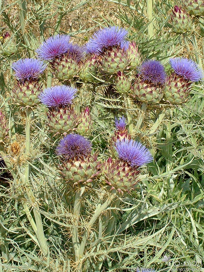 plantas alcachofra
