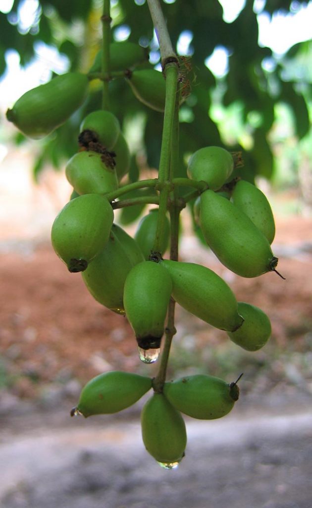 semente Syzygium cumini