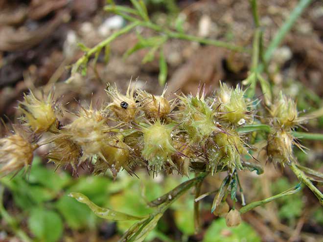 sementes Cenchrus echinatus