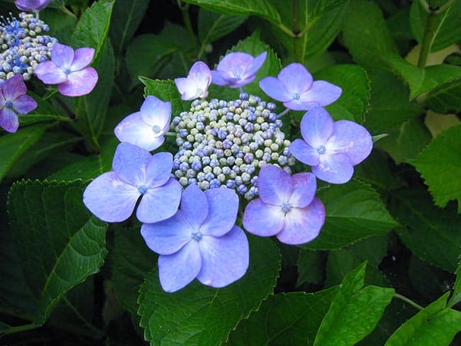 sementes Hortensia