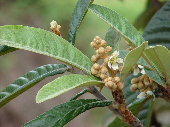 sementes Nespera