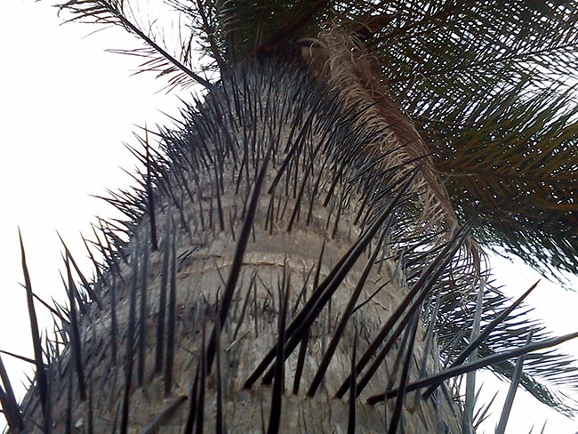 tronco Acrocomia aculeata