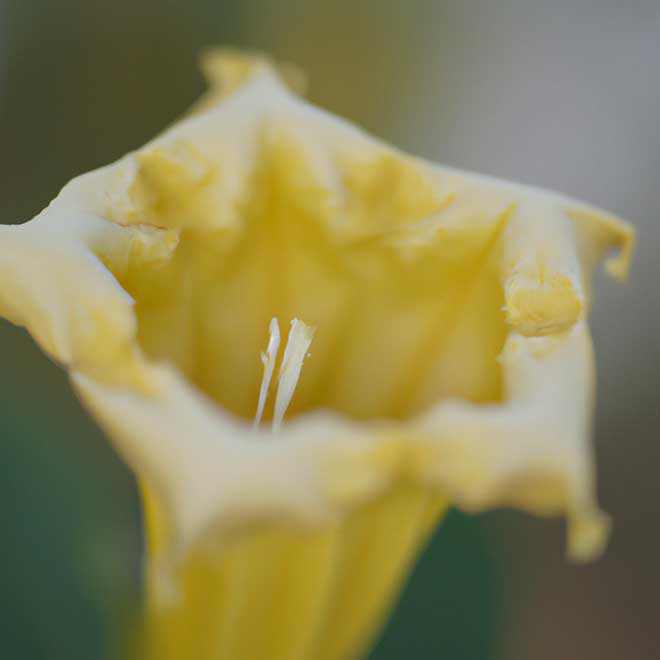 Solandra amarela 6727959