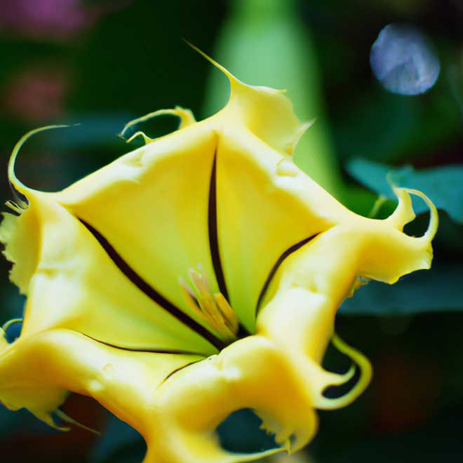 Solandra amarela 7394322