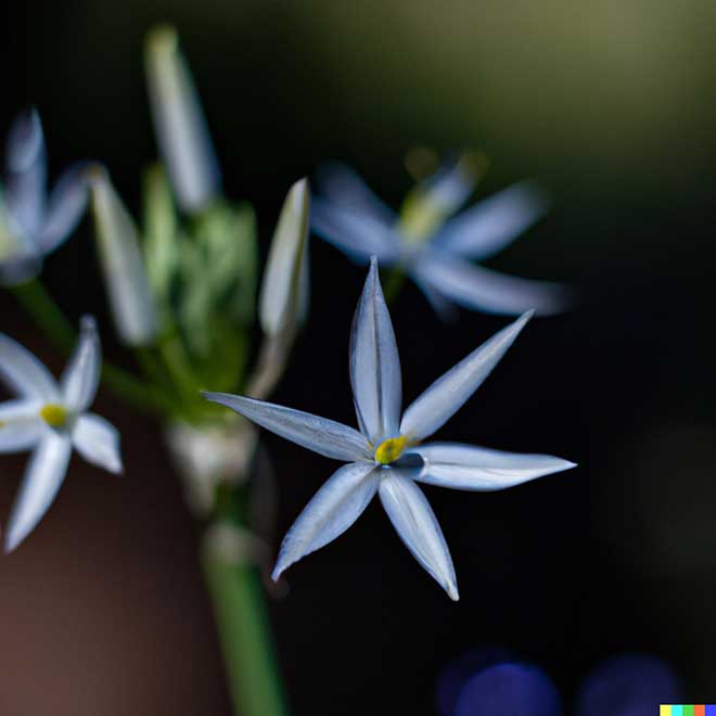 Tulbaghia simmleri 3 3