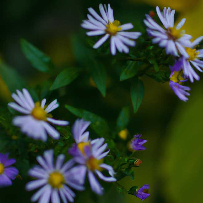 aster 2053000