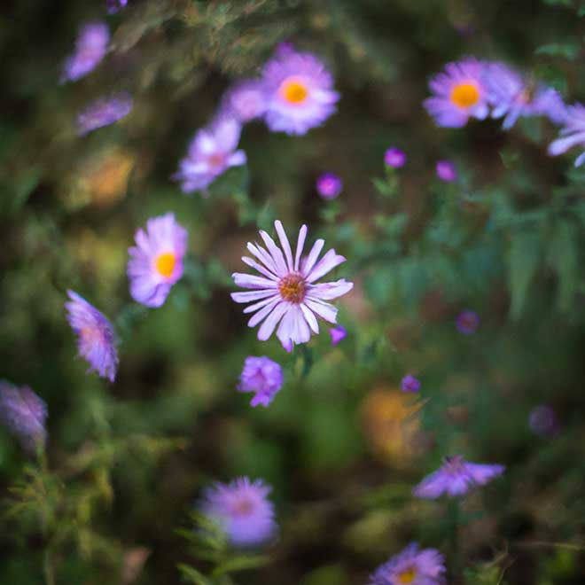aster 527747