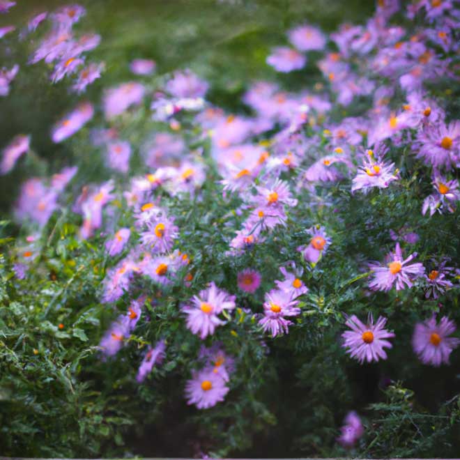 aster 8072611