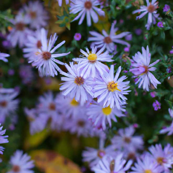 aster 8079289