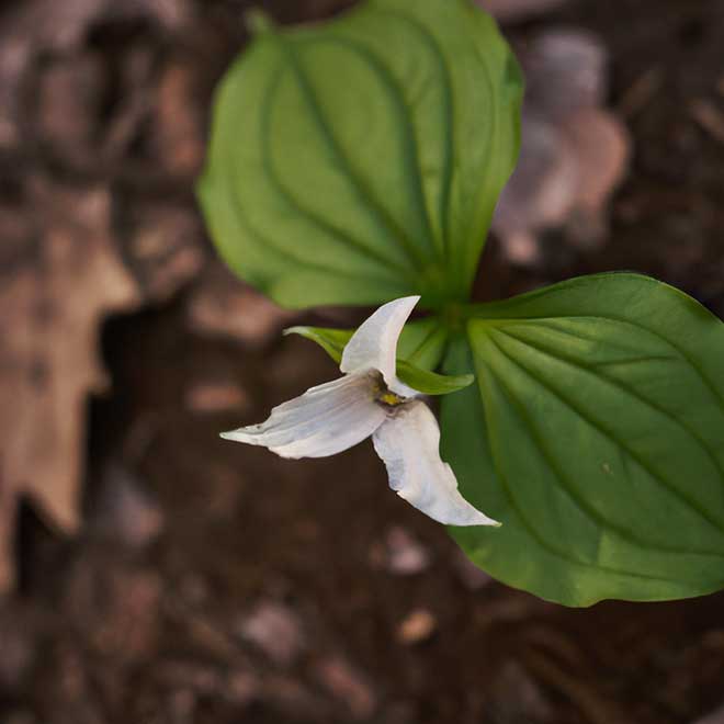 cuidados com Trillium erectum 2913246 2