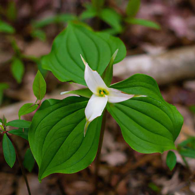 cuidados com Trillium erectum 7371979 2