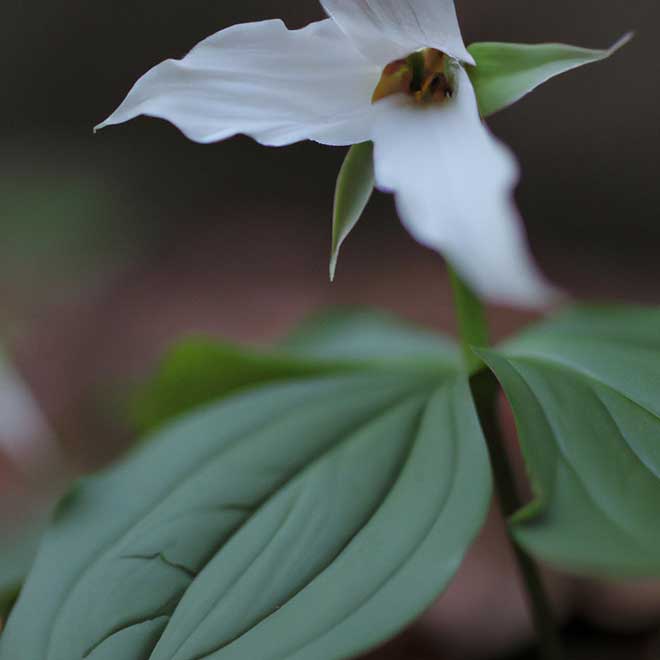 cuidados com Trillium erectum 9824385 2