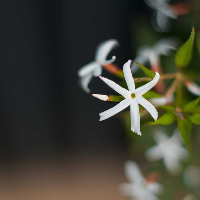 cuidados com jasmim leite 7441576 2
