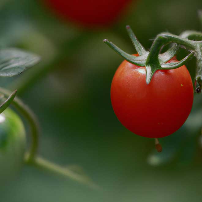 cuidados com tomate 7219695 3