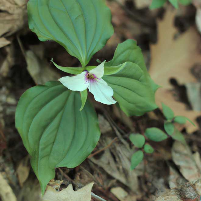 cuidar Trillium erectum 2981915 2